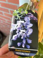 Wisteria blauwe regen, Tuin en Terras, Planten | Tuinplanten, Ophalen, Vaste plant, Klimplanten, Volle zon