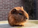 Baby cavia's zoeken goed huisje, Dieren en Toebehoren, Knaagdieren, Oktober, Meerdere dieren, Cavia