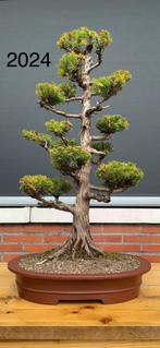 Japanse Ceder Bonsai (Sugi), Bloeit niet, Overige soorten, Minder dan 100 cm, Ophalen