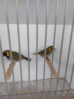 Te koop koppeltje  cuba vinken, Dieren en Toebehoren, Vogels | Overige Vogels, Meerdere dieren, Tropenvogel
