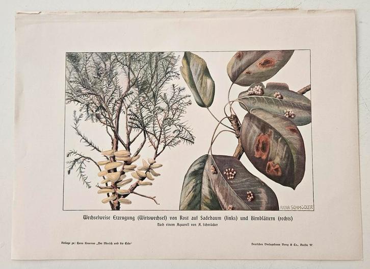 Antieke Botanische Prent (ca. 1905) – "Perenroest", Antiek en Kunst, Kunst | Litho's en Zeefdrukken, Ophalen of Verzenden