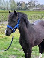 Zeer mooie Welsh pony, Dieren en Toebehoren, Pony's, Gechipt, Merrie, Niet van toepassing, 3 tot 6 jaar