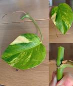 Monstera aurea variegata stek, Ophalen, Overige soorten, Minder dan 100 cm