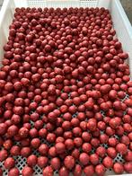 Spicey starwberry fish, Watersport en Boten, Hengelsport | Karpervissen, Ophalen of Verzenden