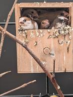 Japanse meeuwen, Dieren en Toebehoren, Meerdere dieren, Tropenvogel