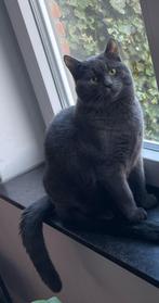 Blauwgrijze jonge lieve dekkater, Dieren en Toebehoren, Katten en Kittens | Raskatten | Korthaar, Kater, Gechipt, 0 tot 2 jaar