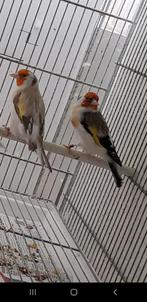 Putters Major, Dieren en Toebehoren, Vogels | Kanaries, Vrouwelijk, Bastaard
