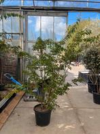 Lagerstroemia 'Sarah's Favourite' - Prachtige Solitair €130, Overige soorten, Volle zon, Vaste plant, Ophalen of Verzenden