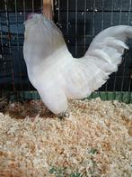 Antwerpse baardkriel wit, Dieren en Toebehoren, Pluimvee, Meerdere dieren, Kip
