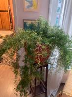 Grote Asparagus Kamerplant, Huis en Inrichting, Kamerplanten, Ophalen, Overige soorten, Halfschaduw, In pot