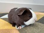 Lief beertje Wouter, Dieren en Toebehoren, Augustus, Mannelijk, Cavia