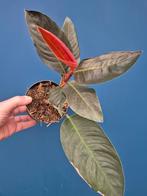 Monstera Rhodospatha sp Red p12 (3)