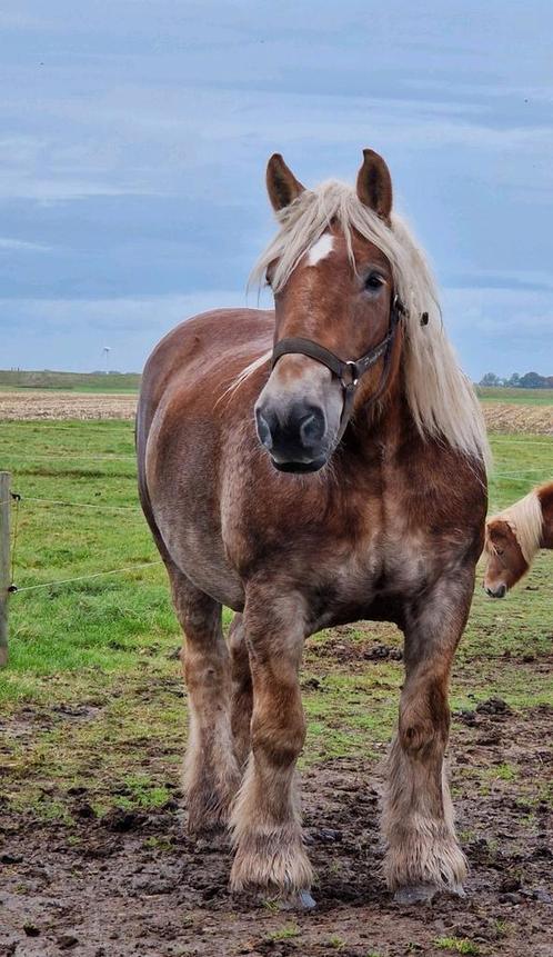 Nederlands trekpaard merrie, Dieren en Toebehoren, Paarden, Merrie, B, 165 tot 170 cm, 7 tot 10 jaar, Tuigpaard, Gechipt, Ontwormd