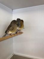 Gloster poppen, Vrouwelijk, Kleurkanarie