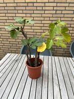 Vijgen stekjes, Tuin en Terras, Ophalen, Zomer, Volle zon