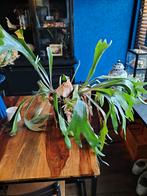 Grote Hertshoorn zoekt nieuw thuis!, Ophalen of Verzenden, Halfschaduw