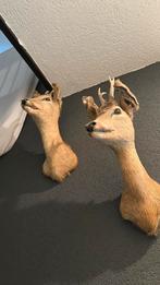 Opgezette dieren, Verzamelen, Dierenverzamelingen, Ophalen, Zo goed als nieuw, Wild dier, Opgezet dier
