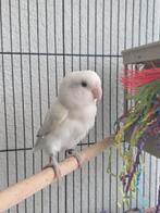 Agapornis vrouw en mannetje te koop vogel dwergpapagaai, Meerdere dieren, Dwergpapegaai of Agapornis, Tam