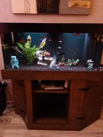 Een zeer nette mooie grote aquarium, Ophalen, Zo goed als nieuw, Gevuld zoetwateraquarium