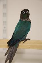 Jonge baby Pyrrhura´s | Div. Kleuren | Handtam | Getest, Dieren en Toebehoren, Vogels | Parkieten en Papegaaien, Meerdere dieren