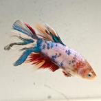 Betta splendens man 02, Dieren en Toebehoren, Vis