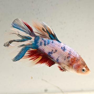 Betta splendens man 02 beschikbaar voor biedingen