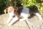 Jack Russel bleu merle reutje, Dieren en Toebehoren, Honden | Jack Russells en Terriërs, België, Particulier, Rabiës (hondsdolheid)
