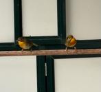 Koppel japanse nachtegalen, Dieren en Toebehoren, Meerdere dieren, Geringd