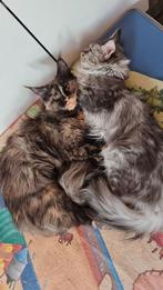 Maine Coon met Stamboom (adult, fokdieren), Poes