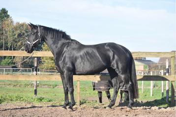 Bloedmooie , gitzwarte , correcte Kjento x Lord Leatherdale beschikbaar voor biedingen