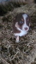 5 super mooie border collie pups, Collie, Meerdere, Meerdere dieren, Nederland