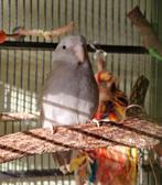 Forpus pop grijs 3j (geringd) incl toebehoren, Dieren en Toebehoren, Vogels | Parkieten en Papegaaien, Vrouwelijk, Papegaai, Geringd