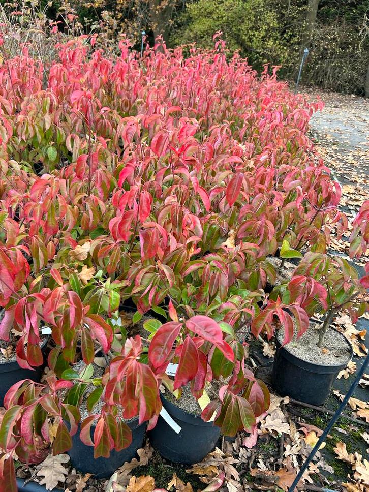 Cornus Summer Glossy - 4L Pot, Tuin en Terras, Planten | Tuinplanten, Vaste plant, Overige soorten, Volle zon, Lente, Ophalen