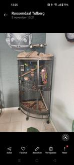 2 agapornisen lovebirds met kooi incl toebehoren, Dieren en Toebehoren, Vogels | Parkieten en Papegaaien, Geslacht onbekend, Papegaai