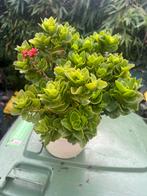 Kamerplanten, divers, Ophalen, Vaste plant, Overige soorten, Volle zon