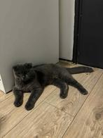 Britisch korthaar, Dieren en Toebehoren, Kater
