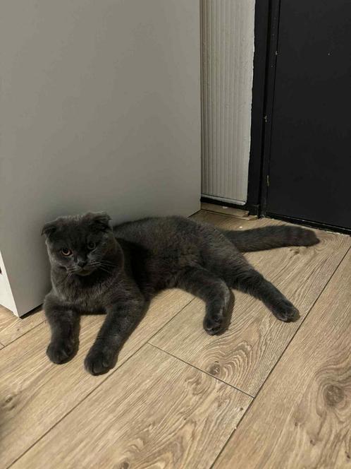Britisch korthaar, Dieren en Toebehoren, Katten en Kittens | Raskatten | Korthaar, Kater