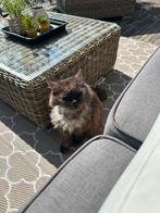 Siberische kat ., Dieren en Toebehoren, Kater