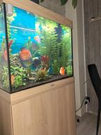 Aquarium  met discus vissen, Dieren en Toebehoren, Vissen | Aquariumvissen