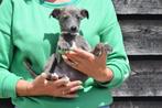 Whippet pups ouders aanwezig, België, Whippet, 8 tot 15 weken, Meerdere