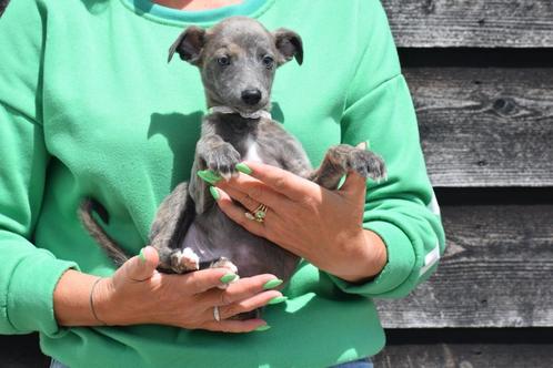 Whippet pups ouders aanwezig, Dieren en Toebehoren, Honden | Windhonden, Meerdere dieren, Whippet, Fokker | Professioneel, Meerdere