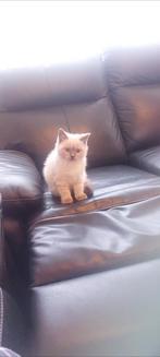 Een prachtige Britse Korthaar voor jou thuis., Dieren en Toebehoren, Katten en Kittens | Dekkaters, 0 tot 2 jaar