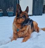 Teef gezocht. Dekreu beschikbaar., Dieren en Toebehoren, Honden | Herdershonden en Veedrijvers, 6 jaar of ouder, Reu, Parvo, Eén hond