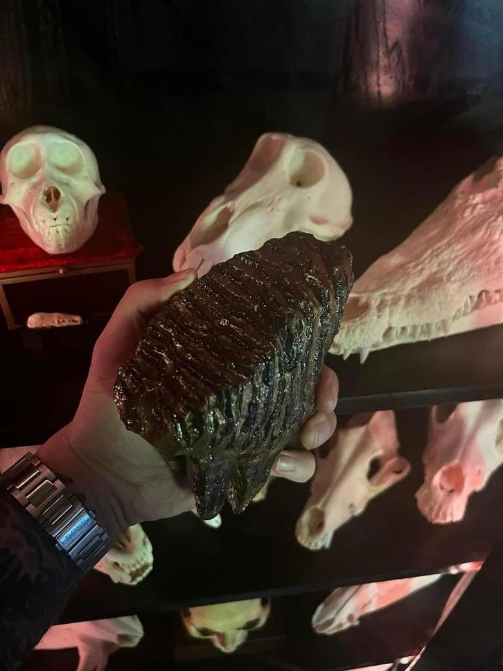 Wolharige Mammoet Kies - Fossiel, Verzamelen, Mineralen en Fossielen, Fossiel, Ophalen of Verzenden