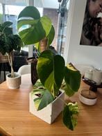 Monstera borsigiana aurea variegata, Ophalen, Vaste plant, Bloeit niet, Halfschaduw