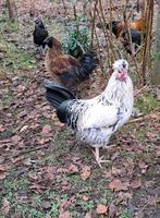 3 jonge hanen, Dieren en Toebehoren, Pluimvee, Mannelijk, Kip