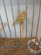 Te koop kanarie mannen, Dieren en Toebehoren, Vogels | Kanaries, Mannelijk