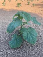 Paulownia, Tuin en Terras, Planten | Bomen, Volle zon, Lente, 250 tot 400 cm, Overige soorten