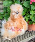 Broedeieren krul usa zijdehoen zijdehoenders kippen, Dieren en Toebehoren, Pluimvee, Kip