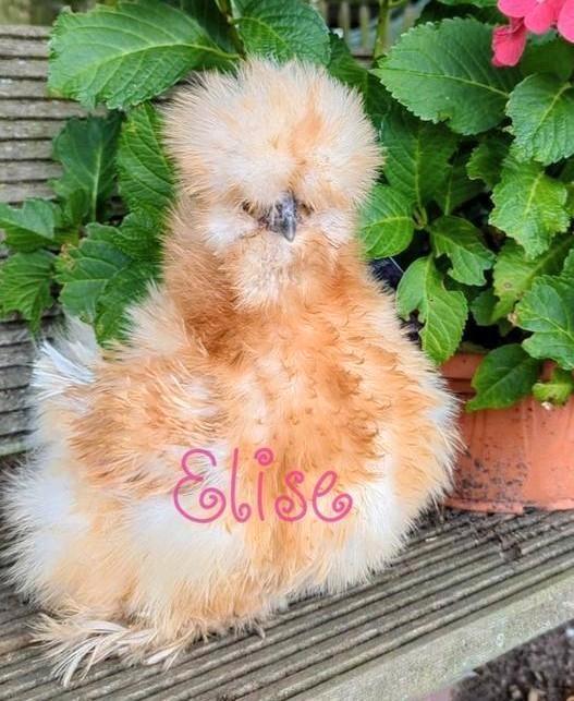 Broedeieren krul usa zijdehoen zijdehoenders kippen, Dieren en Toebehoren, Pluimvee, Kip